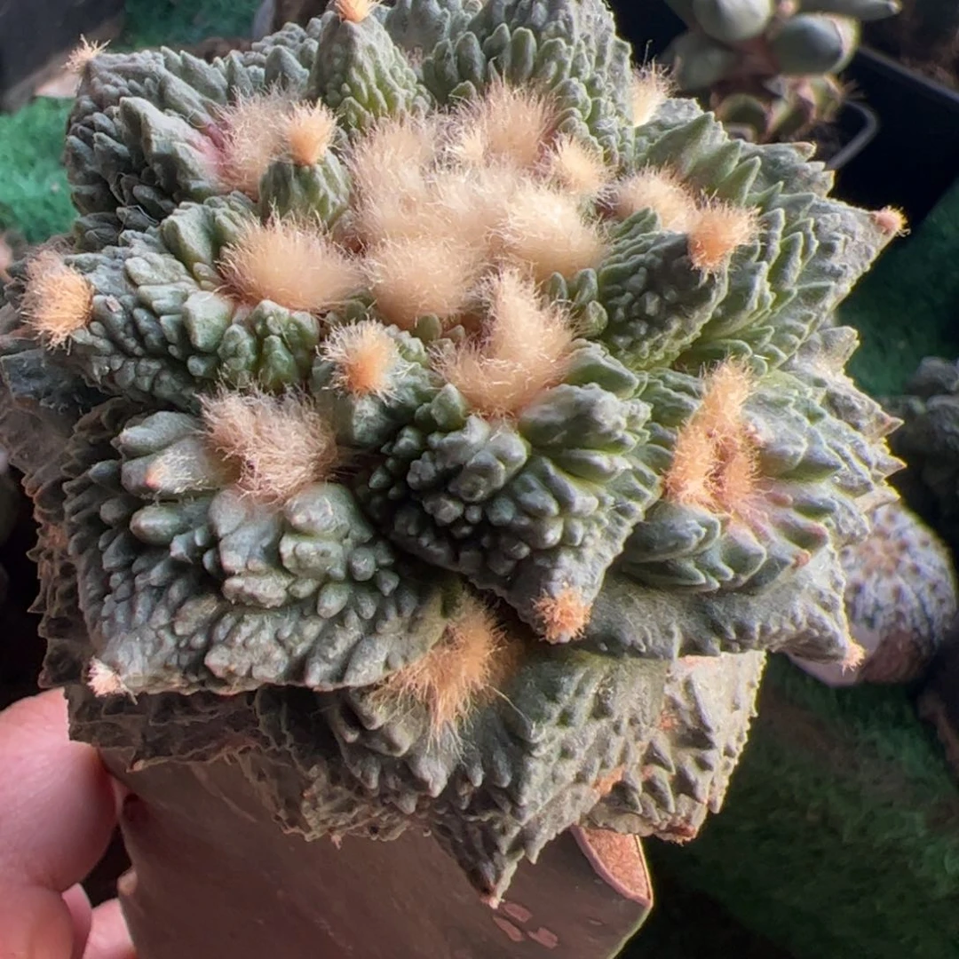 炸尤哥斯拉牡丹132