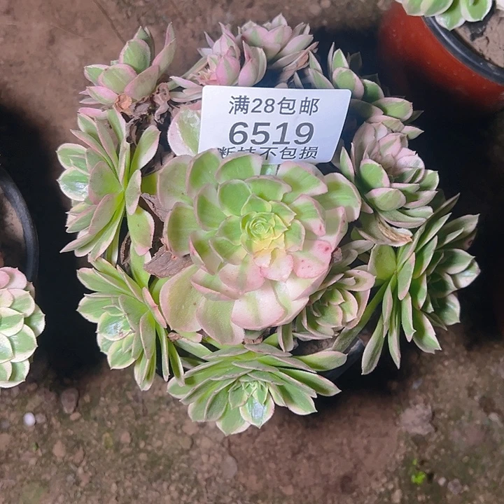 6519海鲜多肉植物