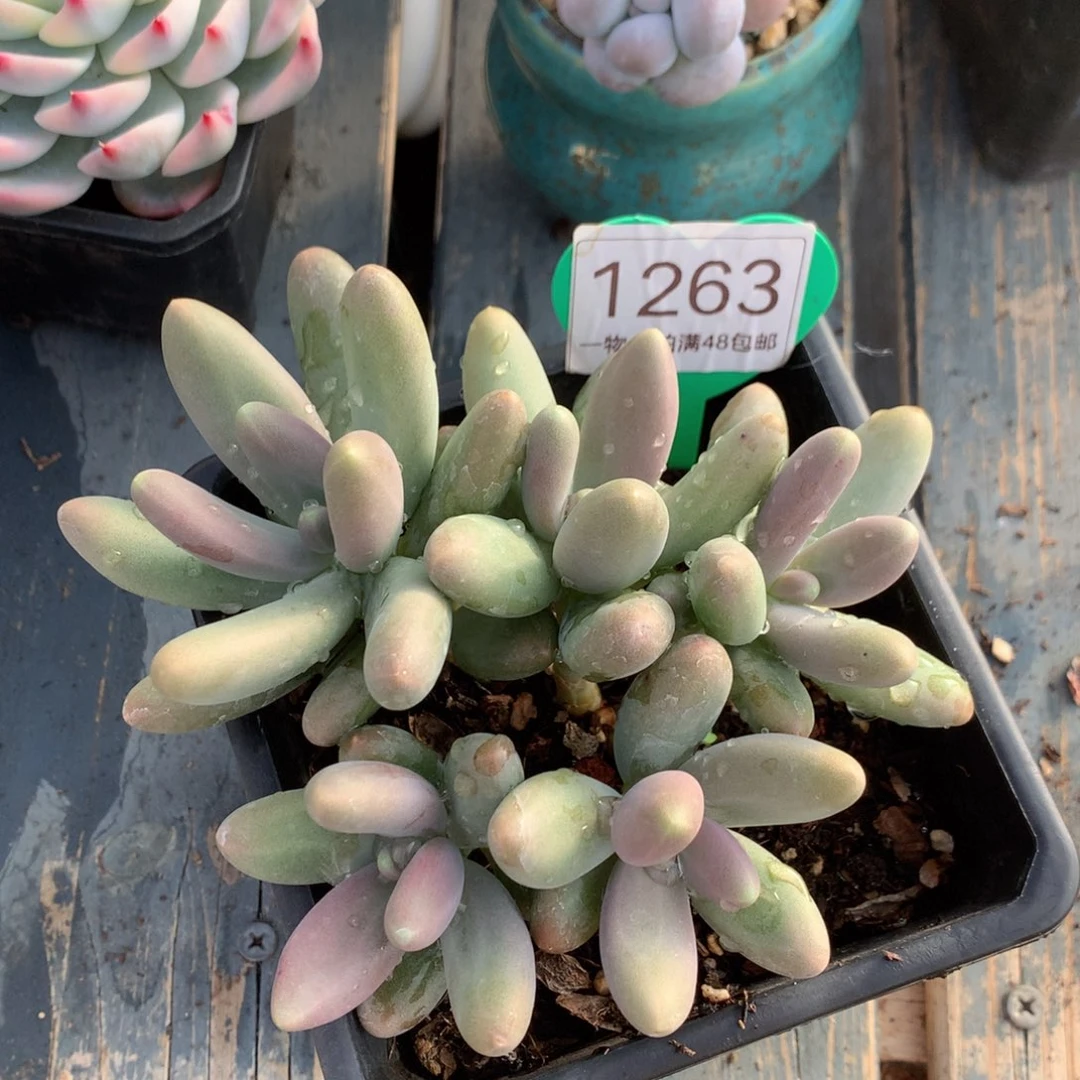 糖果美人老桩平头1263