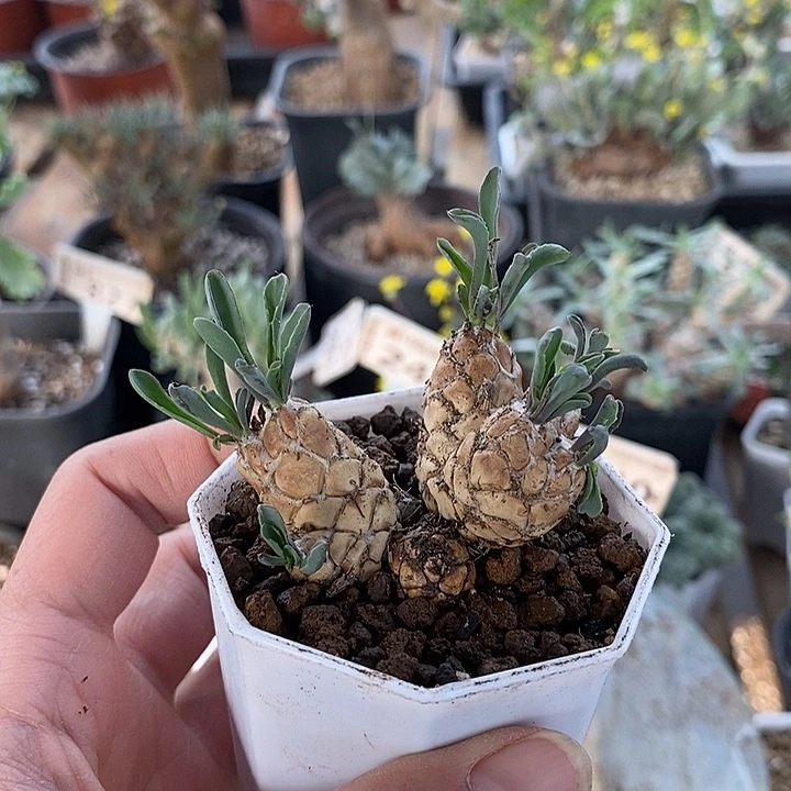 832苏铁厚敦菊一一一一