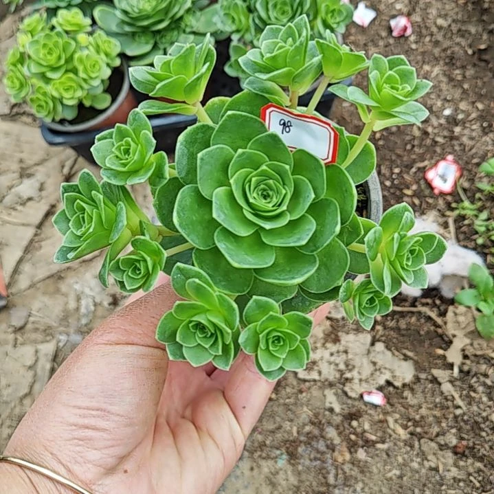 山地玫瑰多肉 98