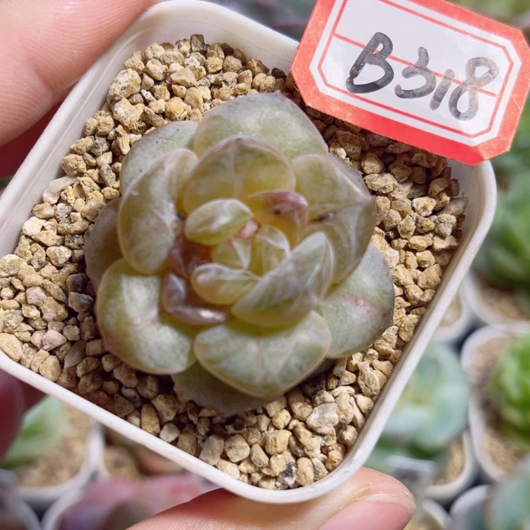 B318 一物一拍 无名