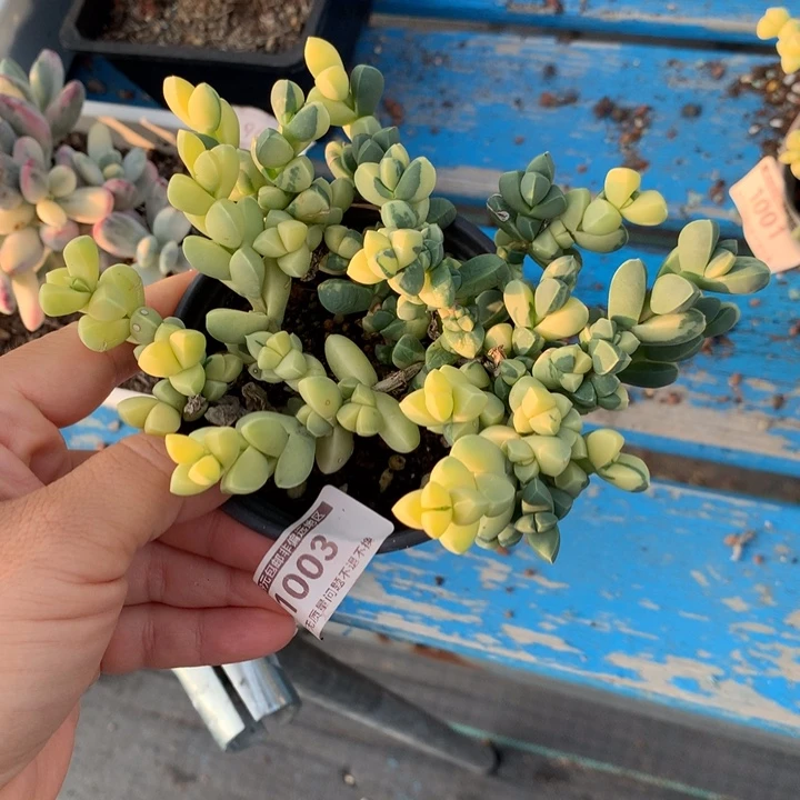 无花朵鹿角海棠锦1003