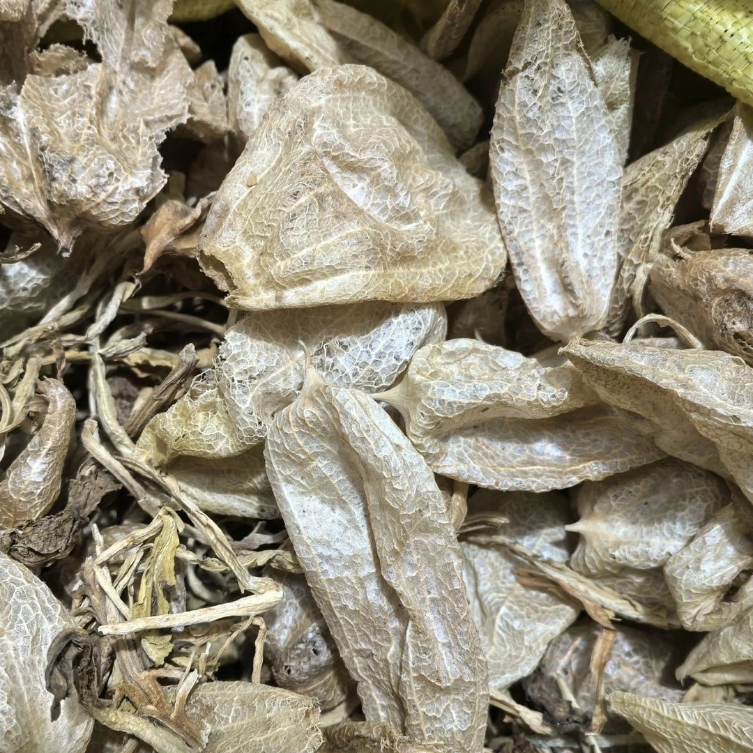 中药材尿泡草新货晒干马尿泡