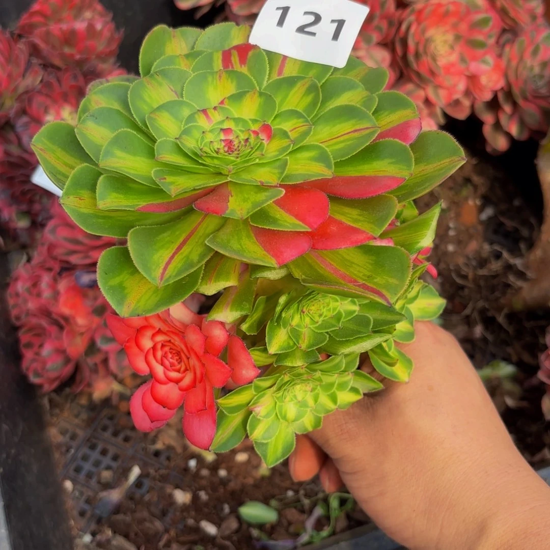 微****121多肉植物知否无根