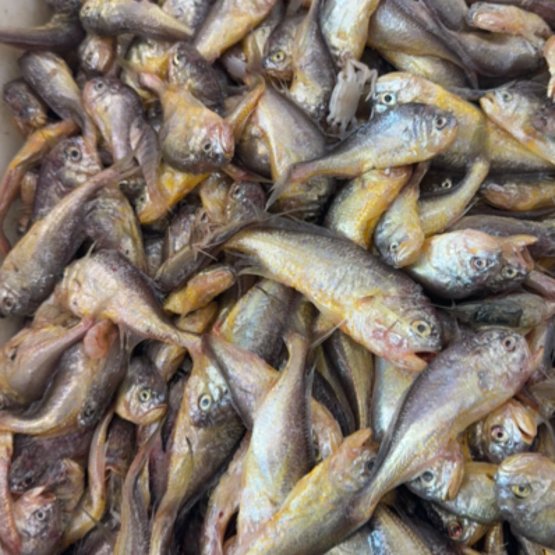 福利小鸡头鱼10斤装