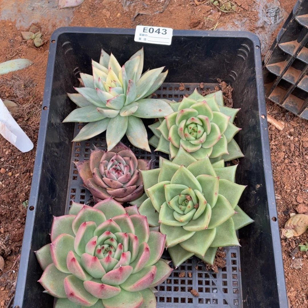 无花朵若茹东云单拍E043