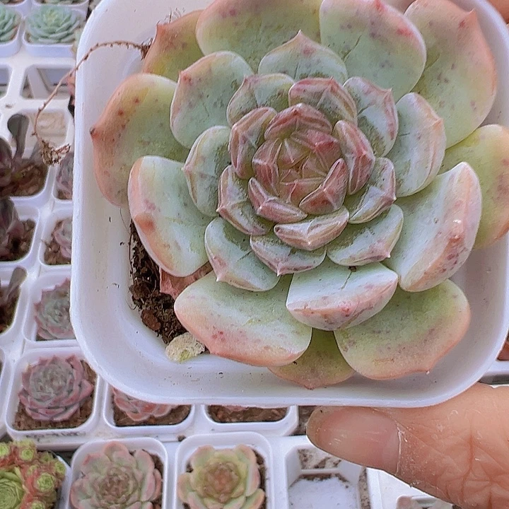 彩恋19包邮多肉植物