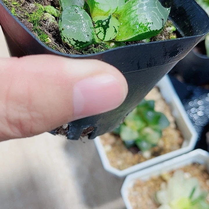 冰皇寿精品十二卷