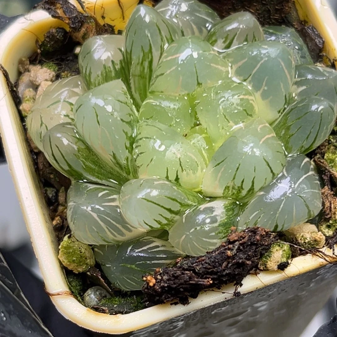 阳****马恭喜发财大吉大利1447