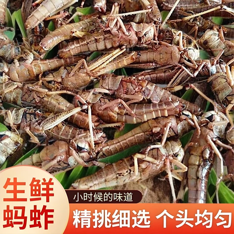 蚂蚱500g全母去翅带籽2025新鲜活速冻东亚飞蝗蝗虫雌蚱蜢速冻食品