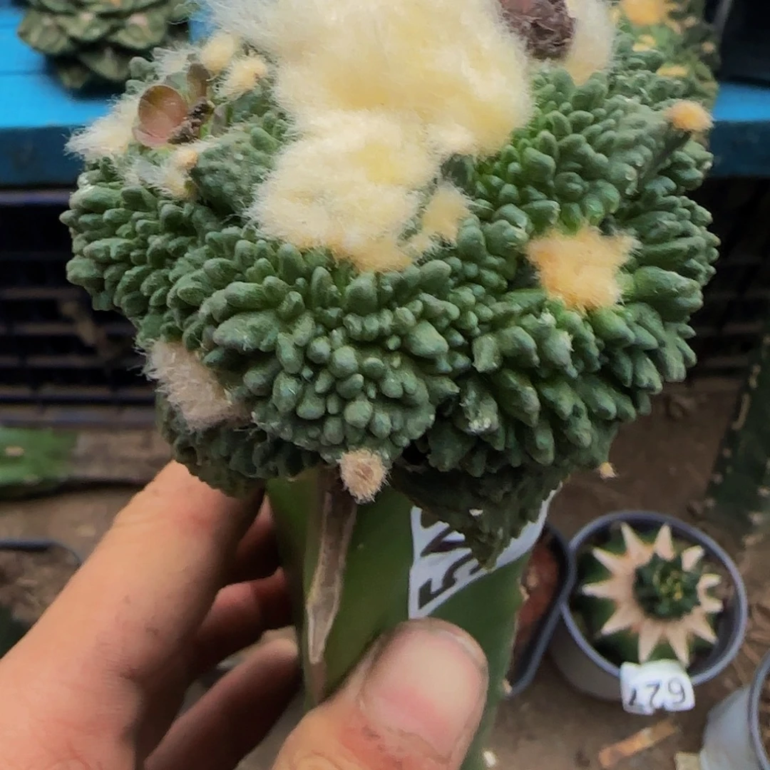 哥怒640仙人球开花