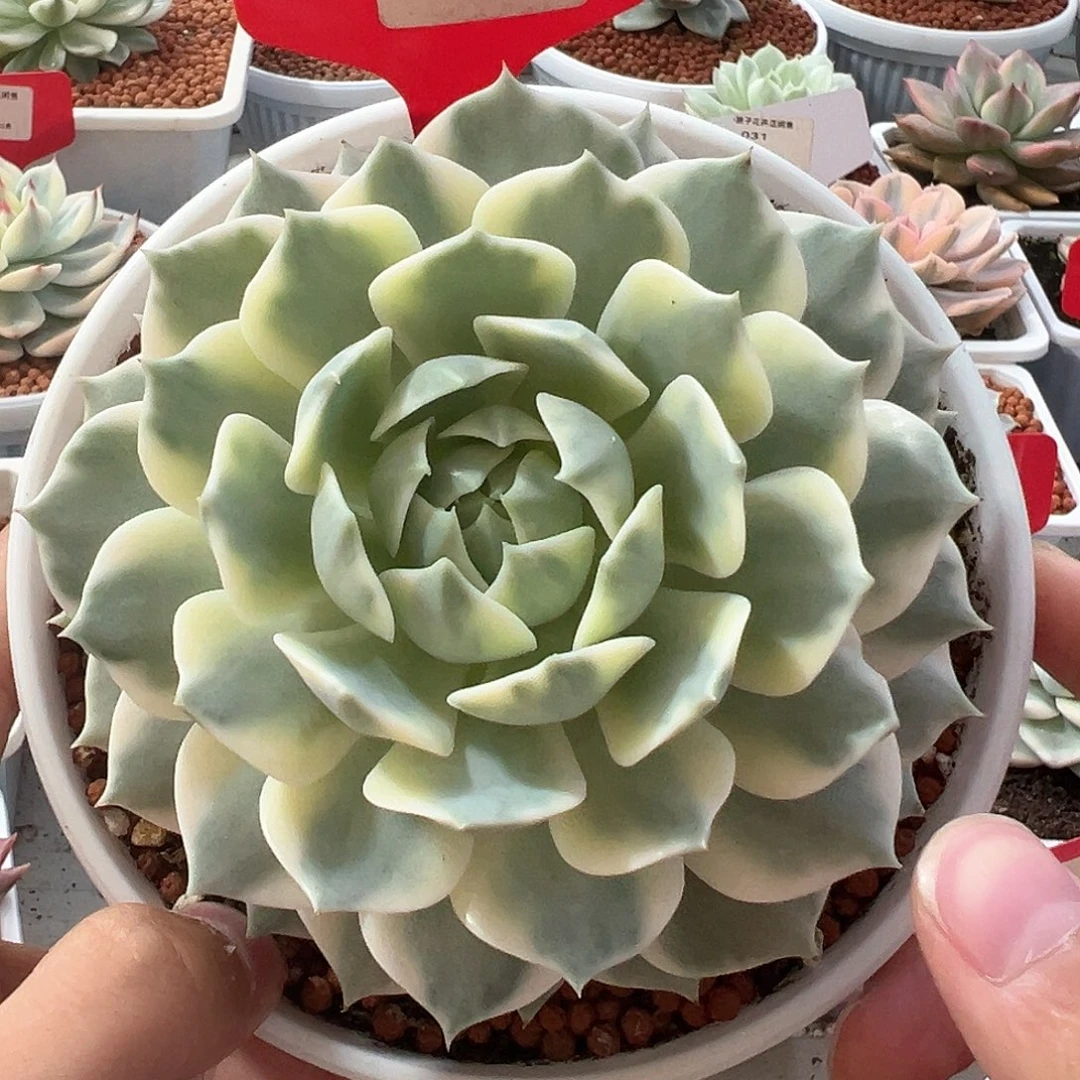 1021号露娜莲锦多肉