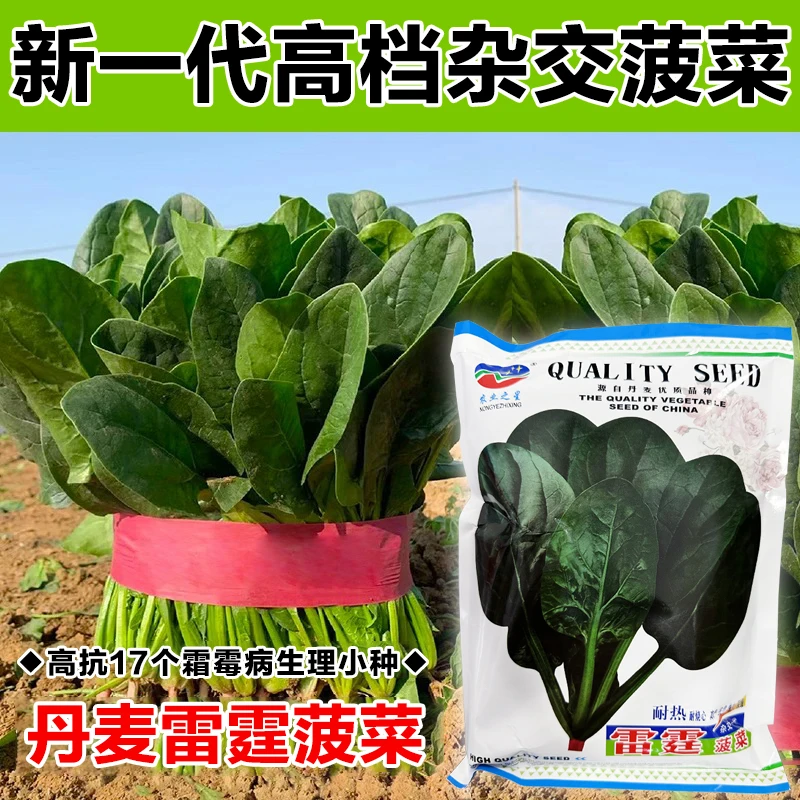 雷霆菠菜新一代高档杂交菠菜耐热菠菜