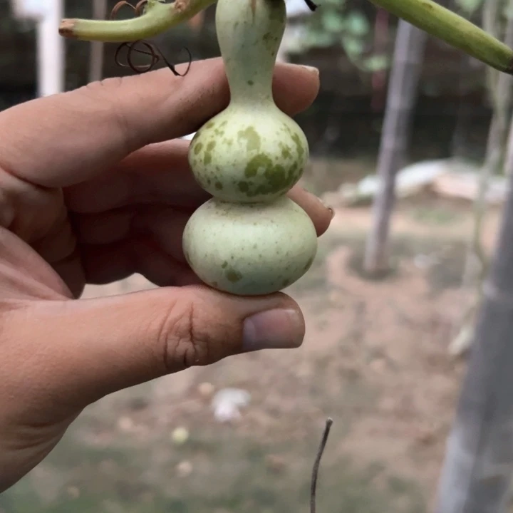 奶***子葫芦葫芦葫芦葫芦