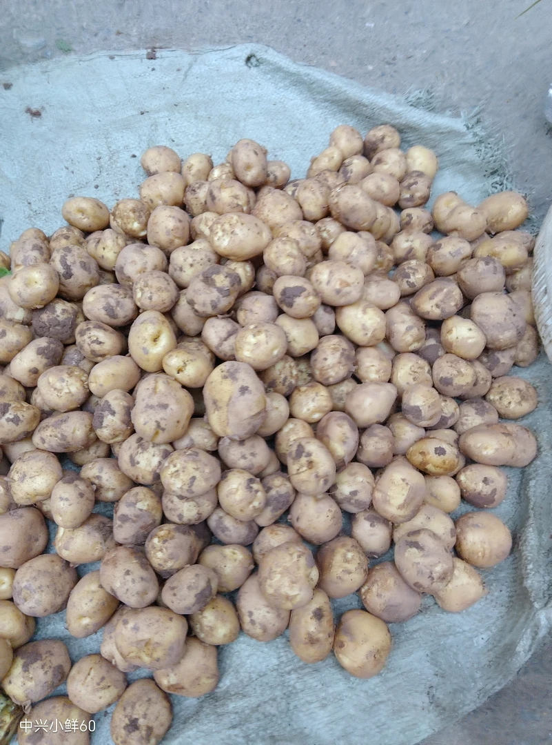 四川达州白花洋芋土豆