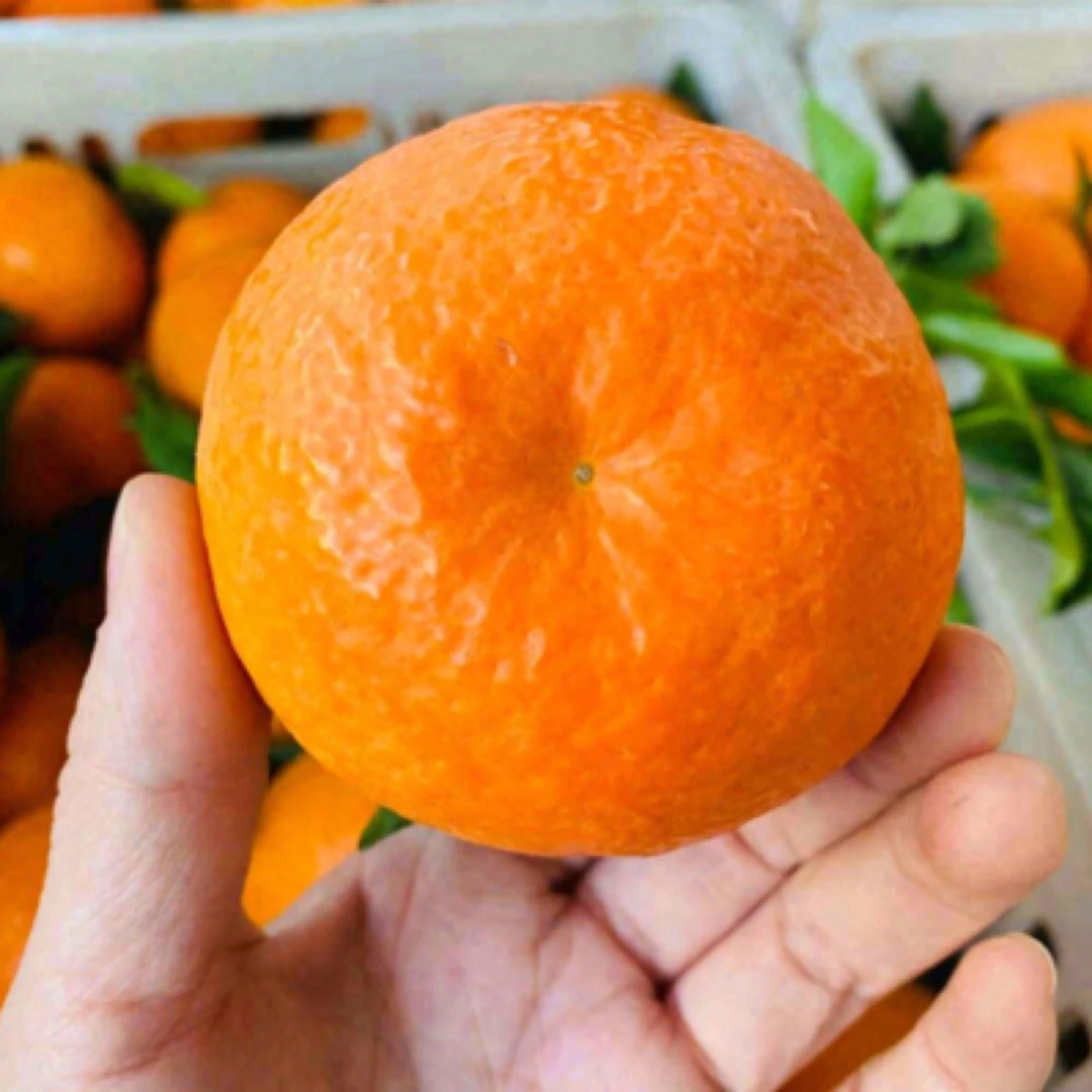广西沃柑 约500g