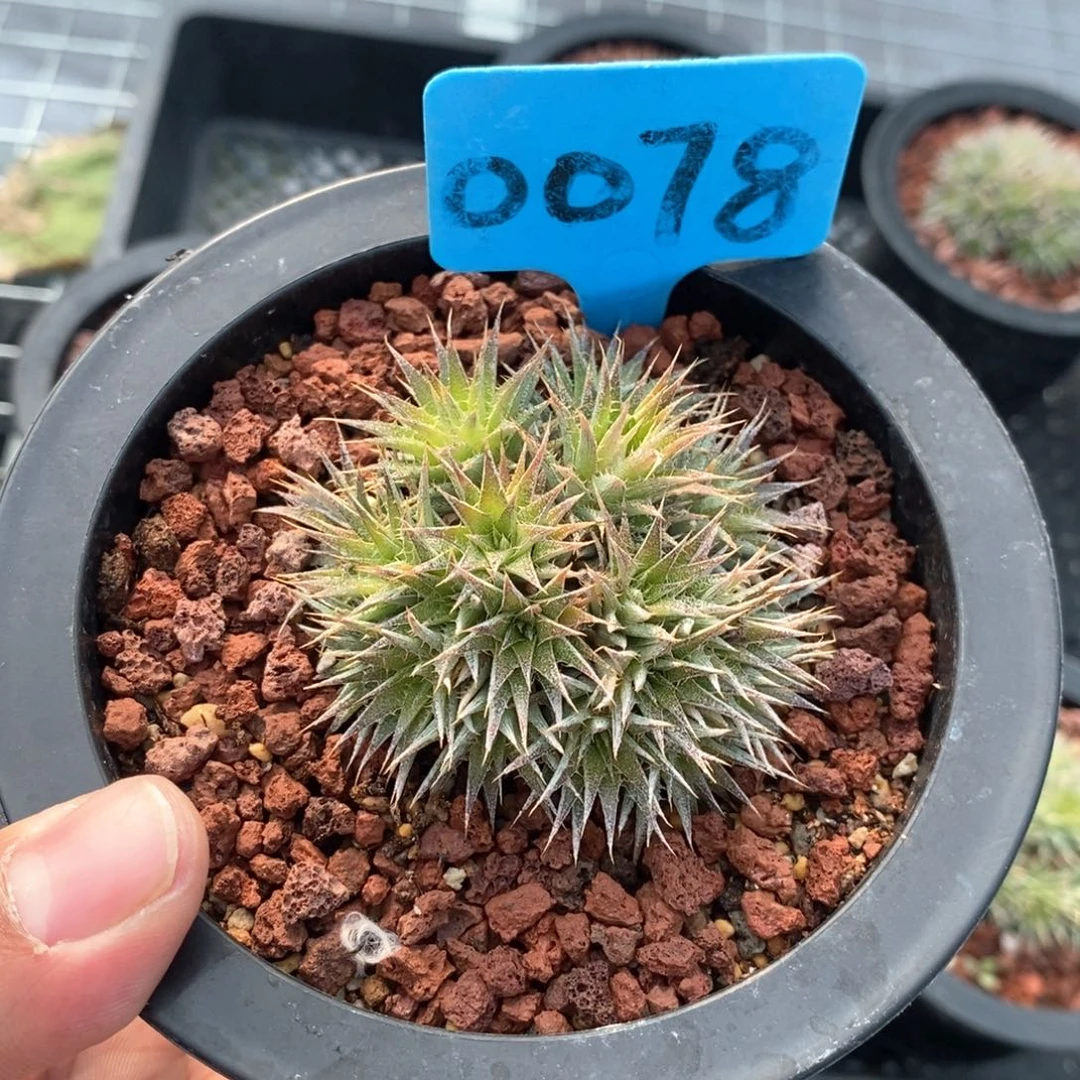 坨坨凤多肉植物一个