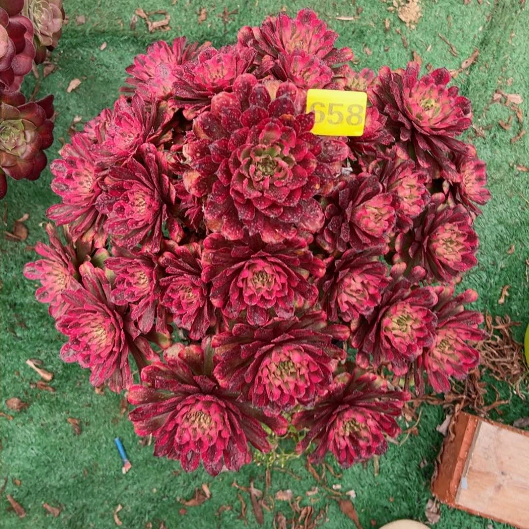 黄花梨法师多肉植物658
