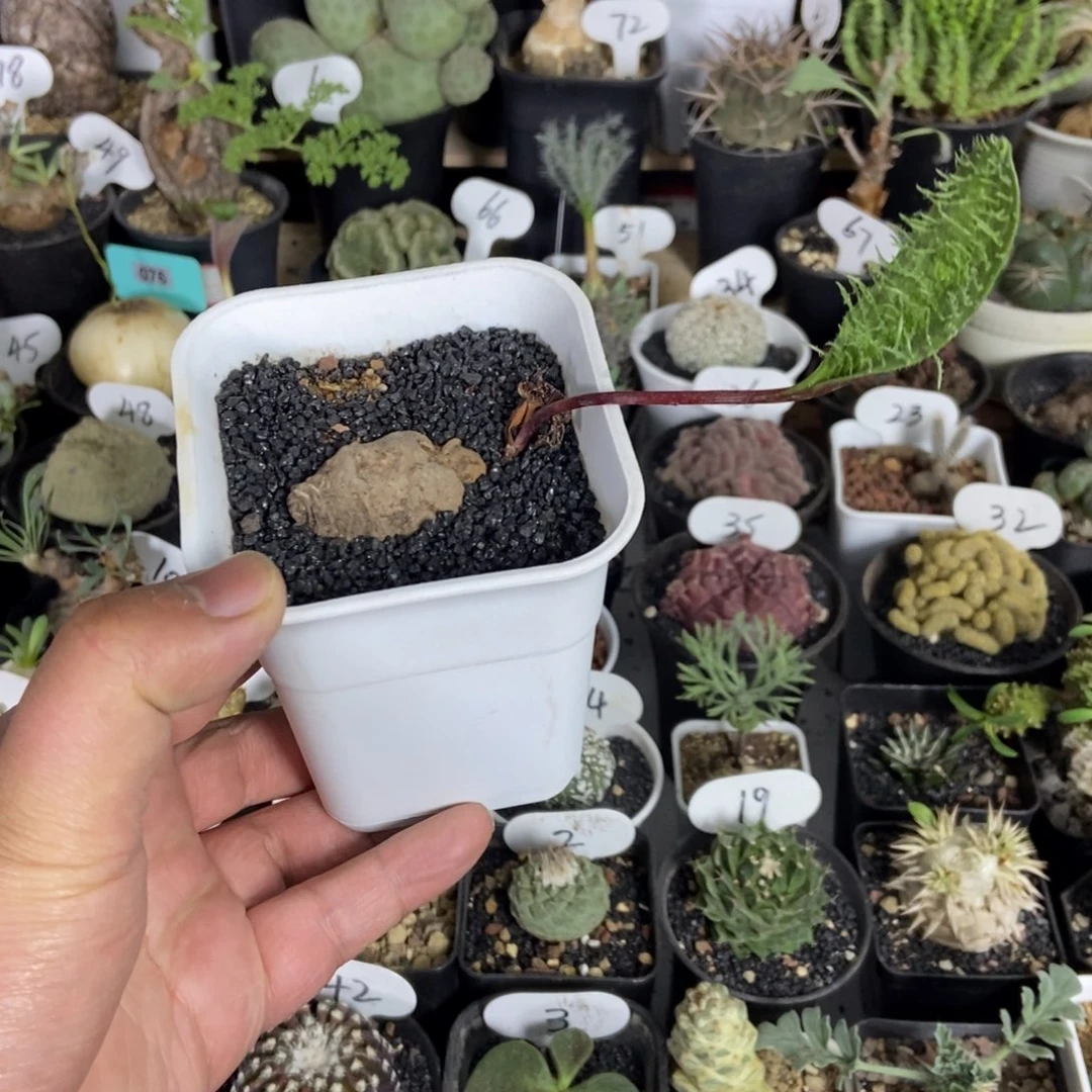 毛刷子块根一物一拍