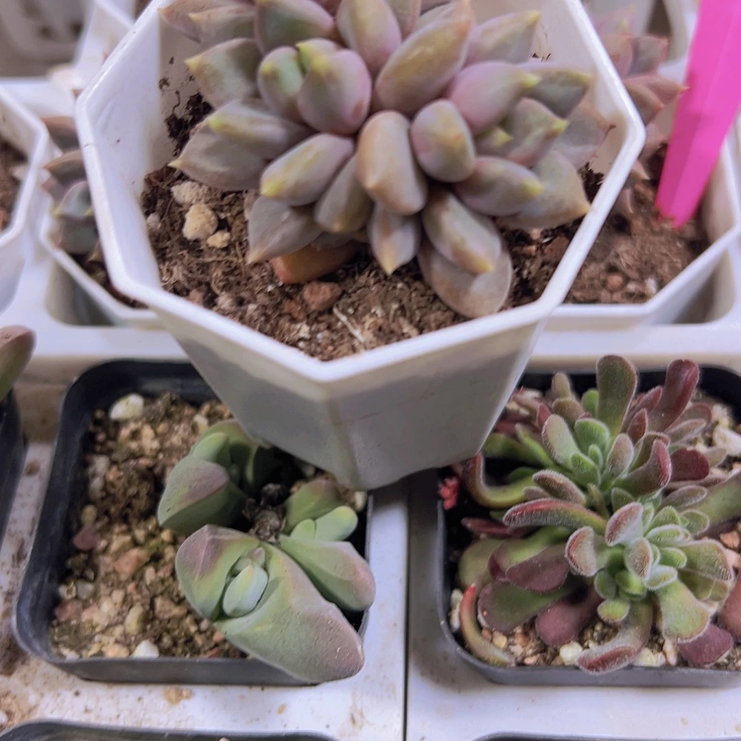 红象牙群19包邮多肉