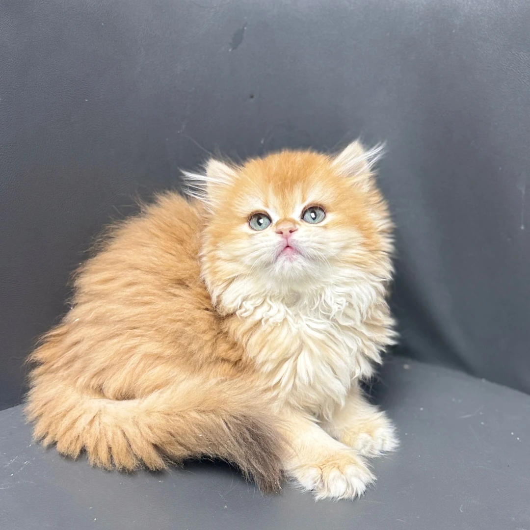 来了姊妹-金渐层英长猫 妹妹 J13