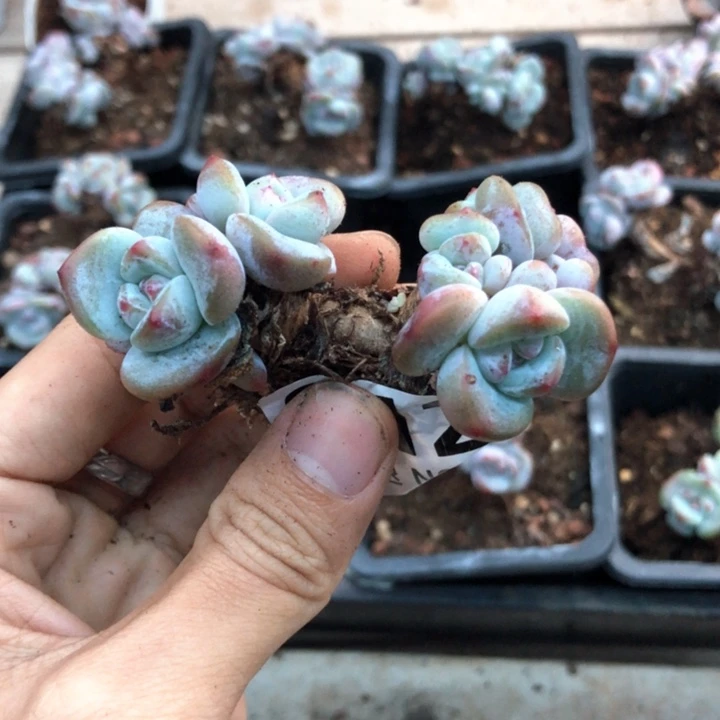 星影石榴籽福利出咯 212