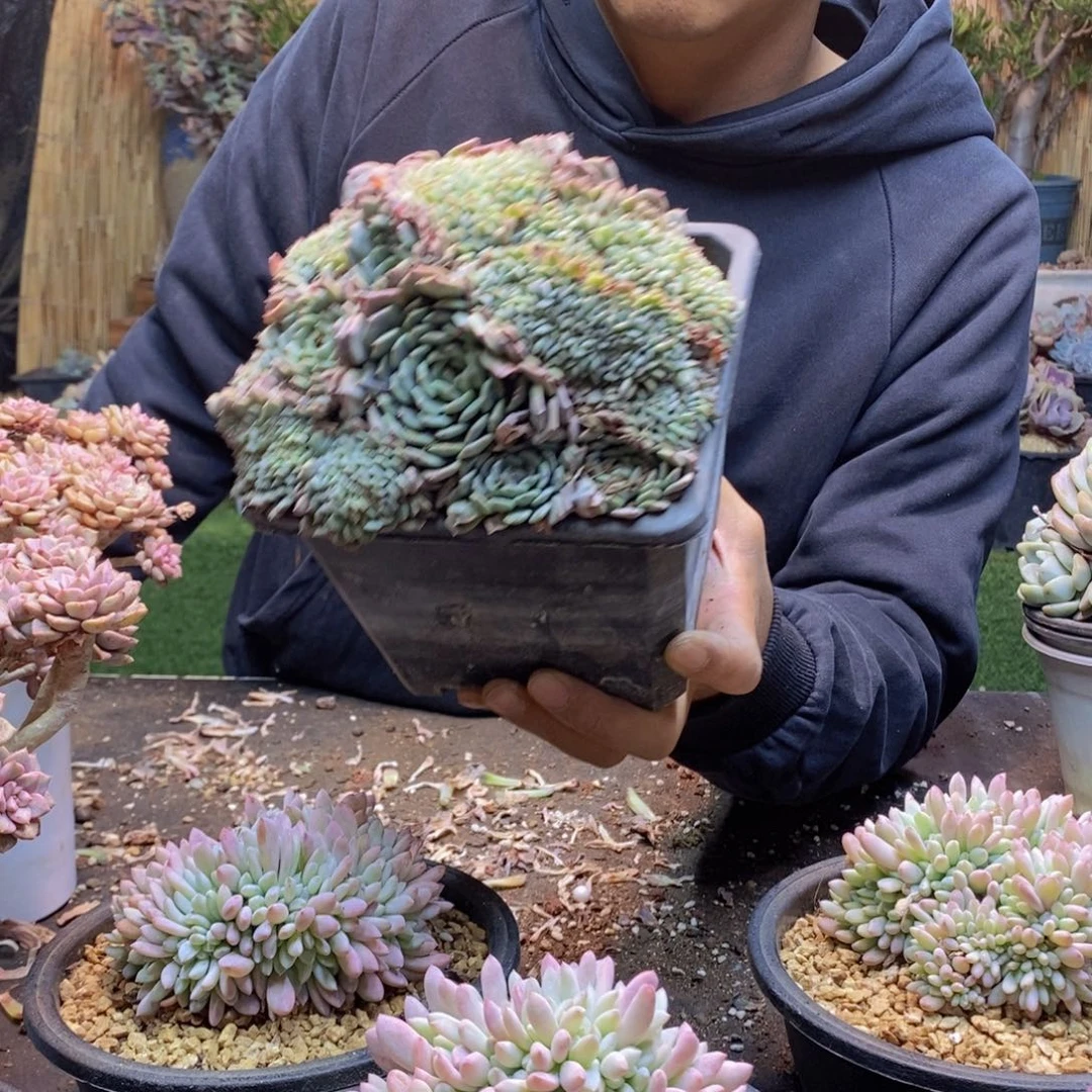 蓝*26号白胖子缀多肉