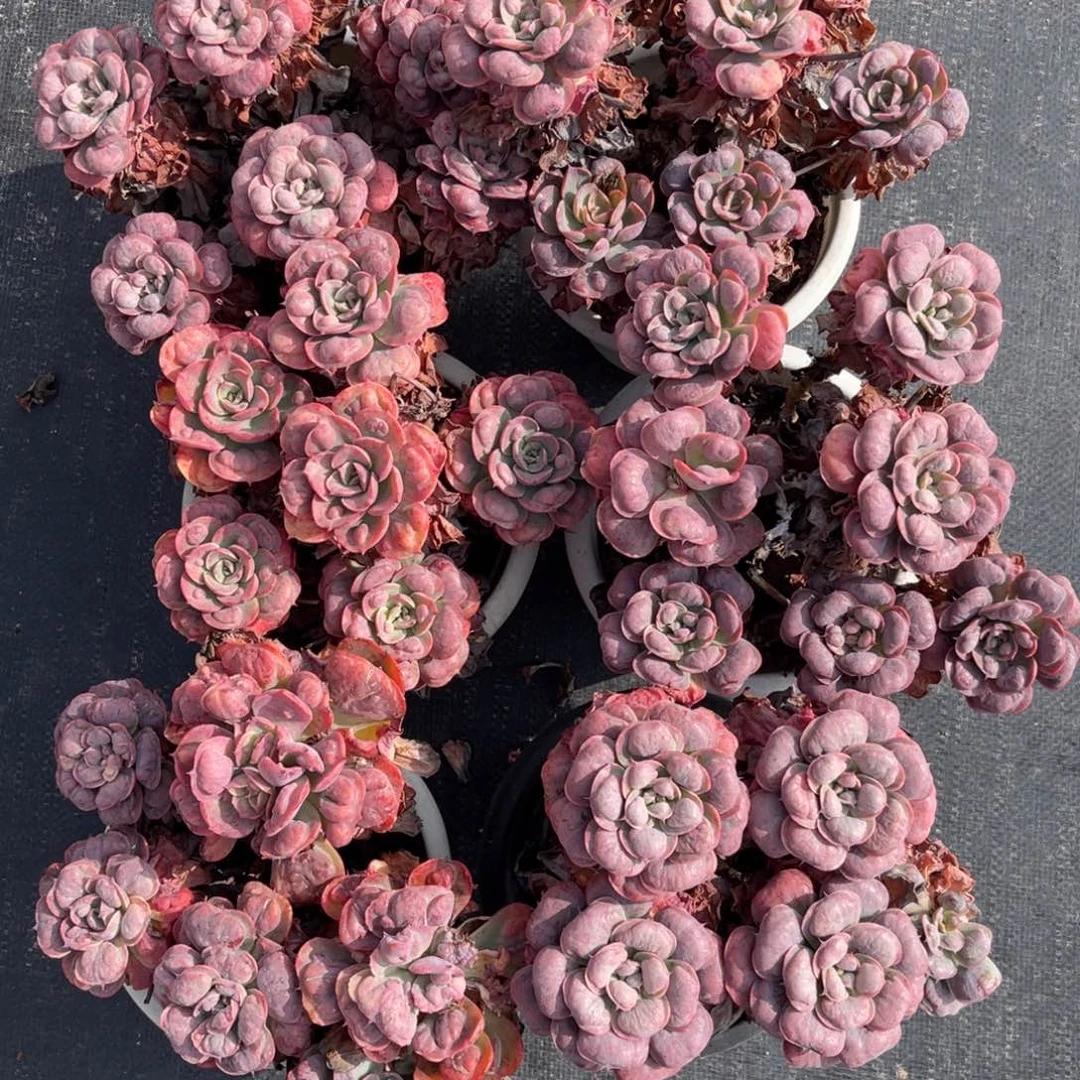 云舍多肉新年福利-雨滴