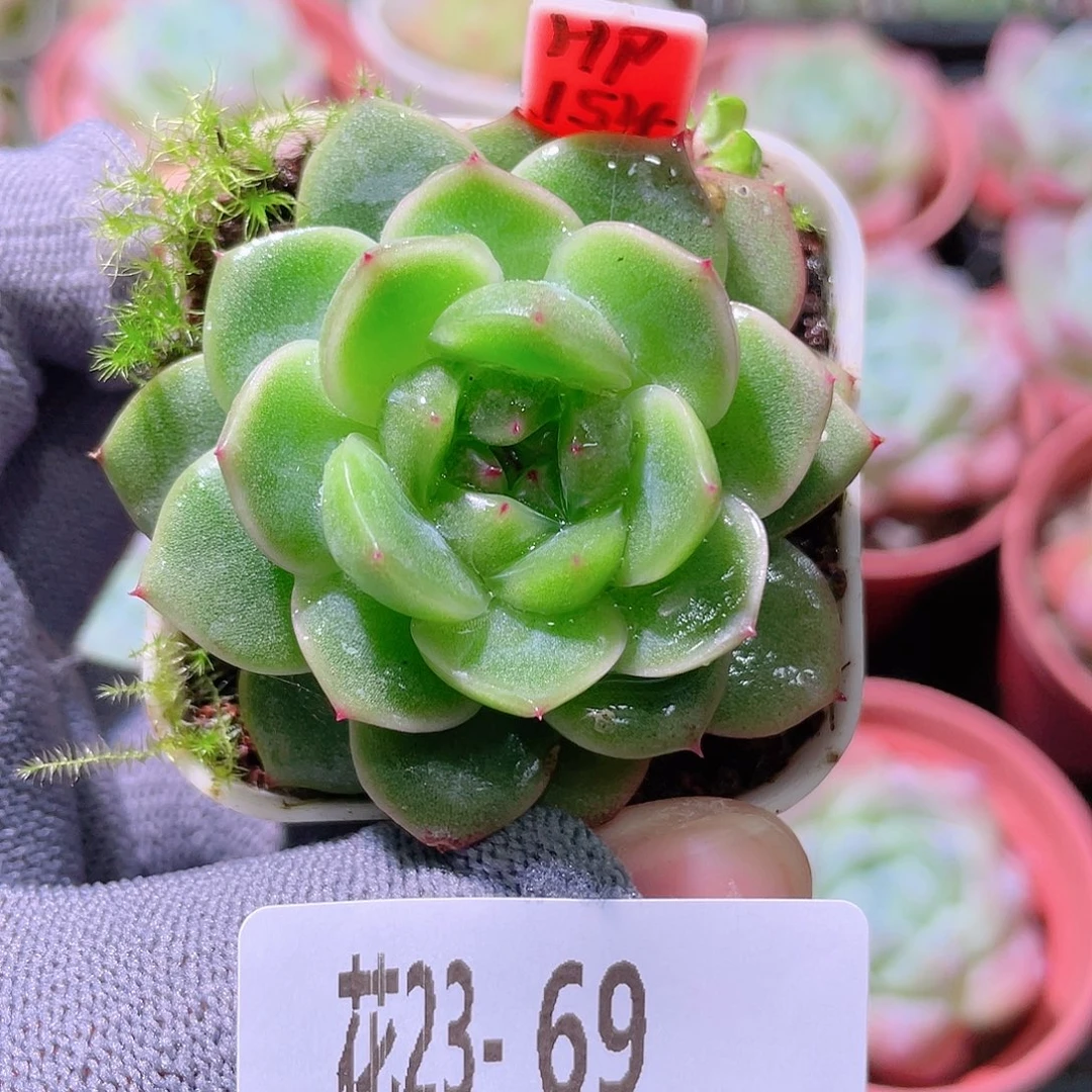 花利美23-69珍妮