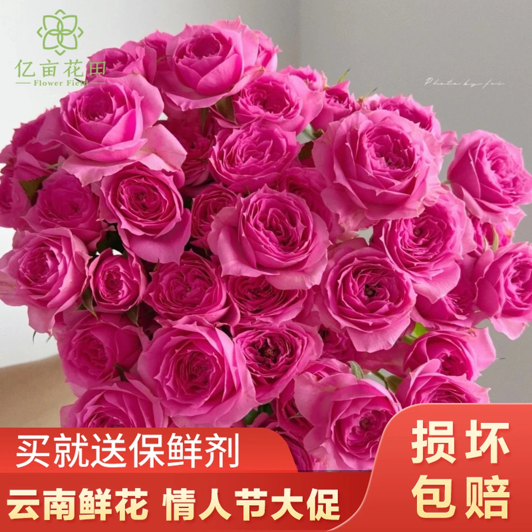 多头苏菲宝贝泡泡10支【全店2件发顺丰京东】云南家用新鲜鲜花直发