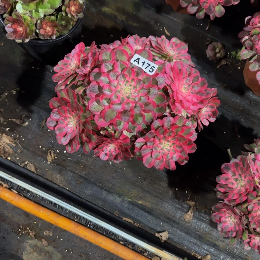 晴***.175多肉法师锦1111