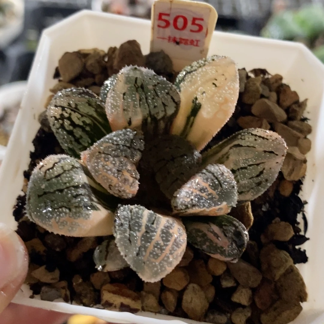 505摩多寿锦一物一图