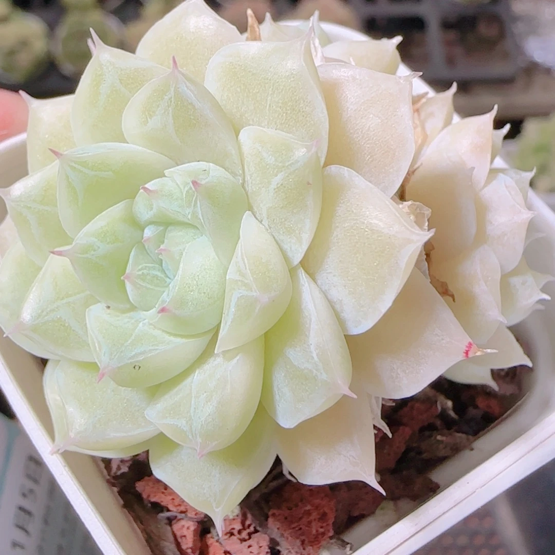 花语逸镜1105-66散