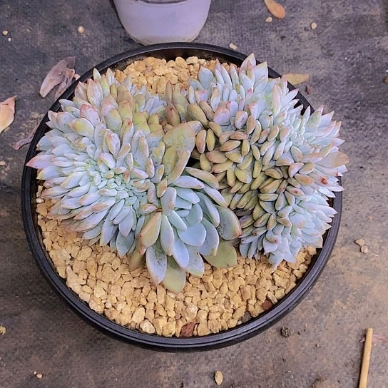 ?*歌橙子缀化多肉植物群