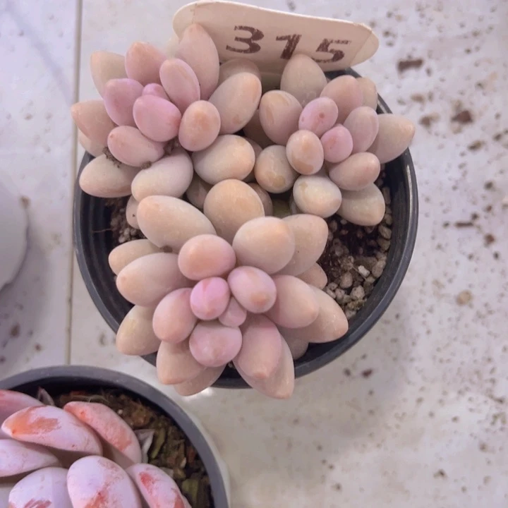 健健康康平平安安