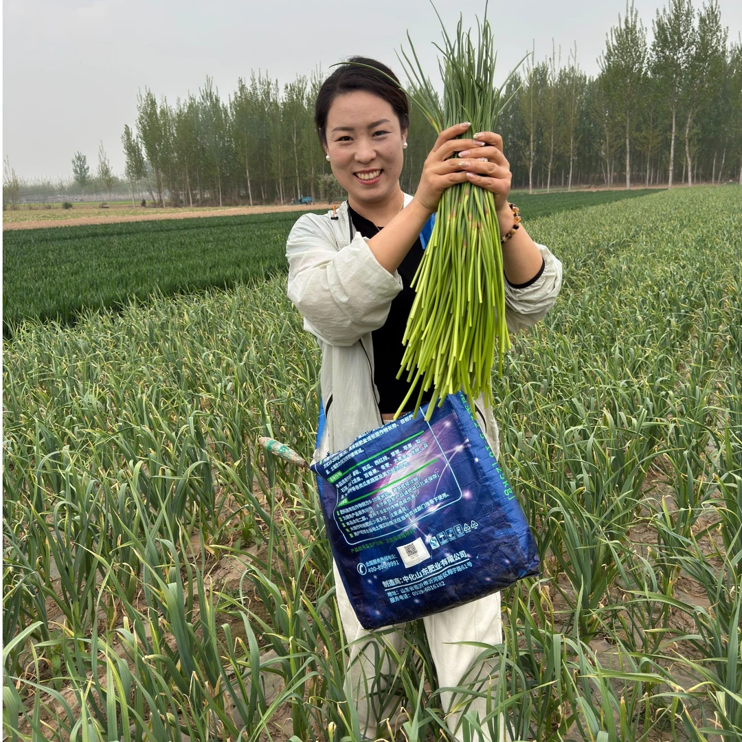 2025河南现拔新鲜蒜苔净重3斤5斤包邮价格随行情波动