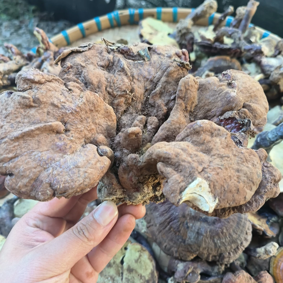 广西苗山 初级农产品 野生红灵芝【赤】灵芝