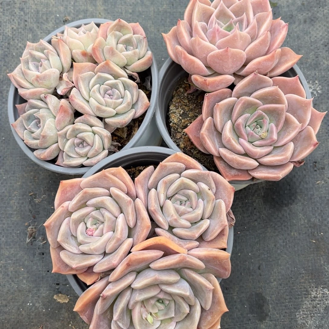 多肉植物多肉植物