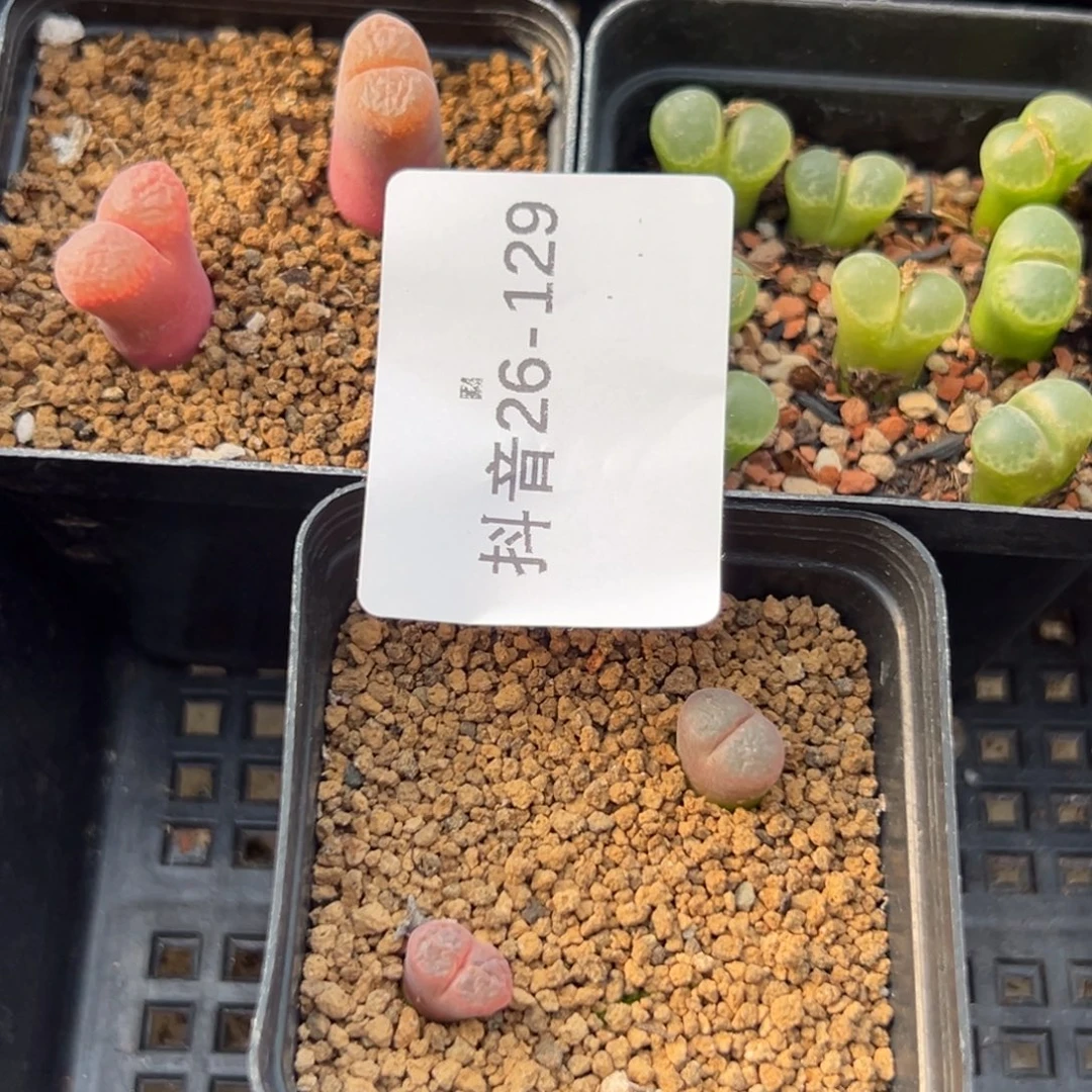 26-129肉锥多肉植物，