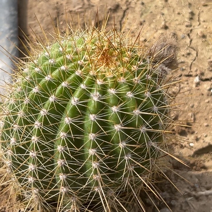 呼*清清云彩根仙人球1