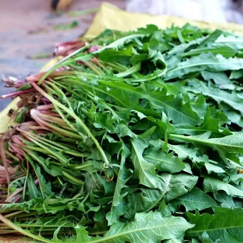 新鲜现挖带根东北婆婆臭菜大脑瓜樱桃小萝卜