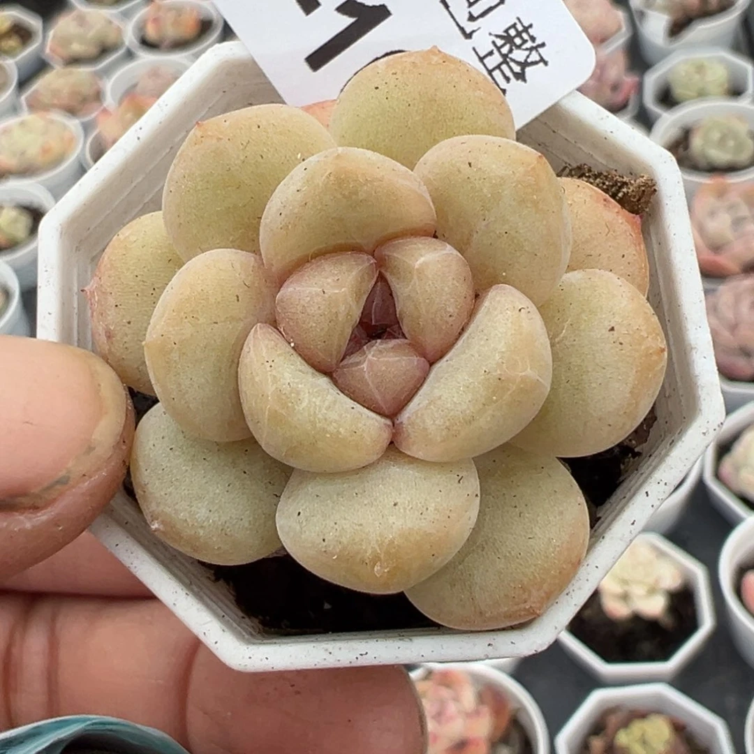 小卡拉米糖心一物一拍2-163