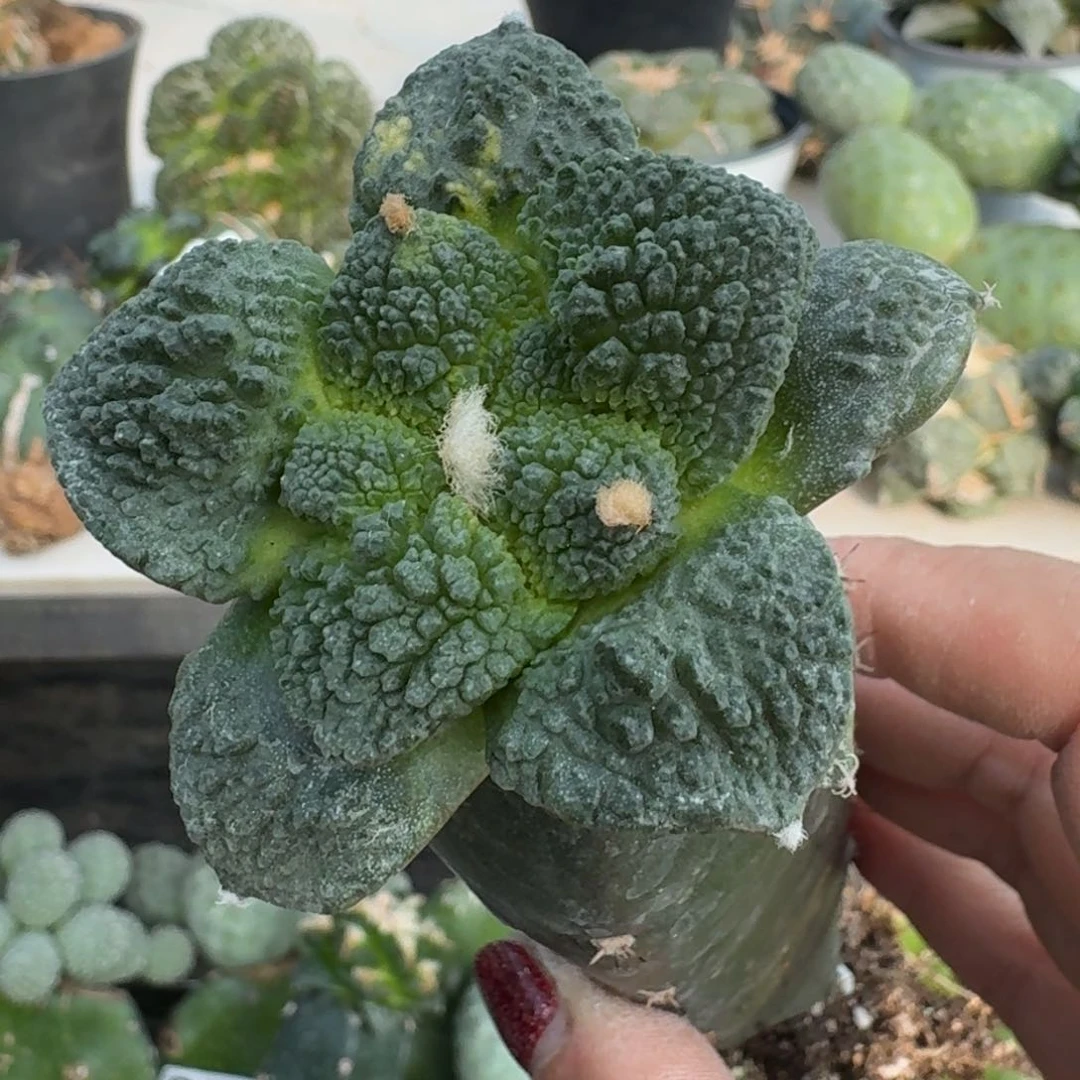 【闪购商品】无花朵往****）哥斯拉带锦236