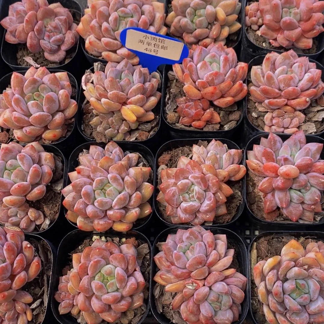 48-精品奶油半夏双头一个