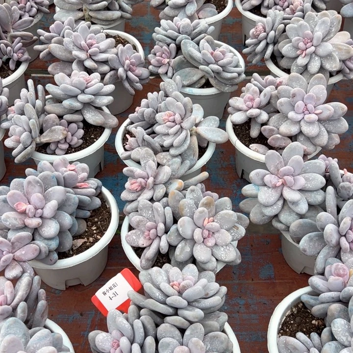 4.31奶酪一个脱土