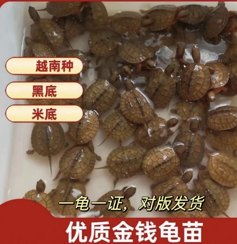 人工繁育海南金钱龟，米底金钱龟，图片仅供参考以直播间展示为准