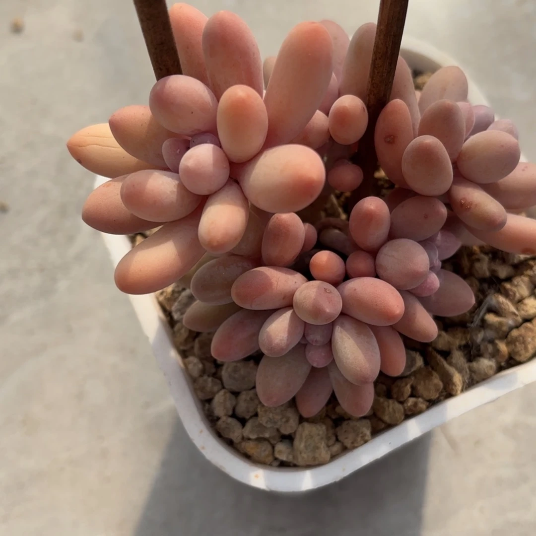 兔子的汤圆好看好看