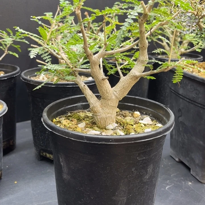 W****)尼勒达乳香11111111