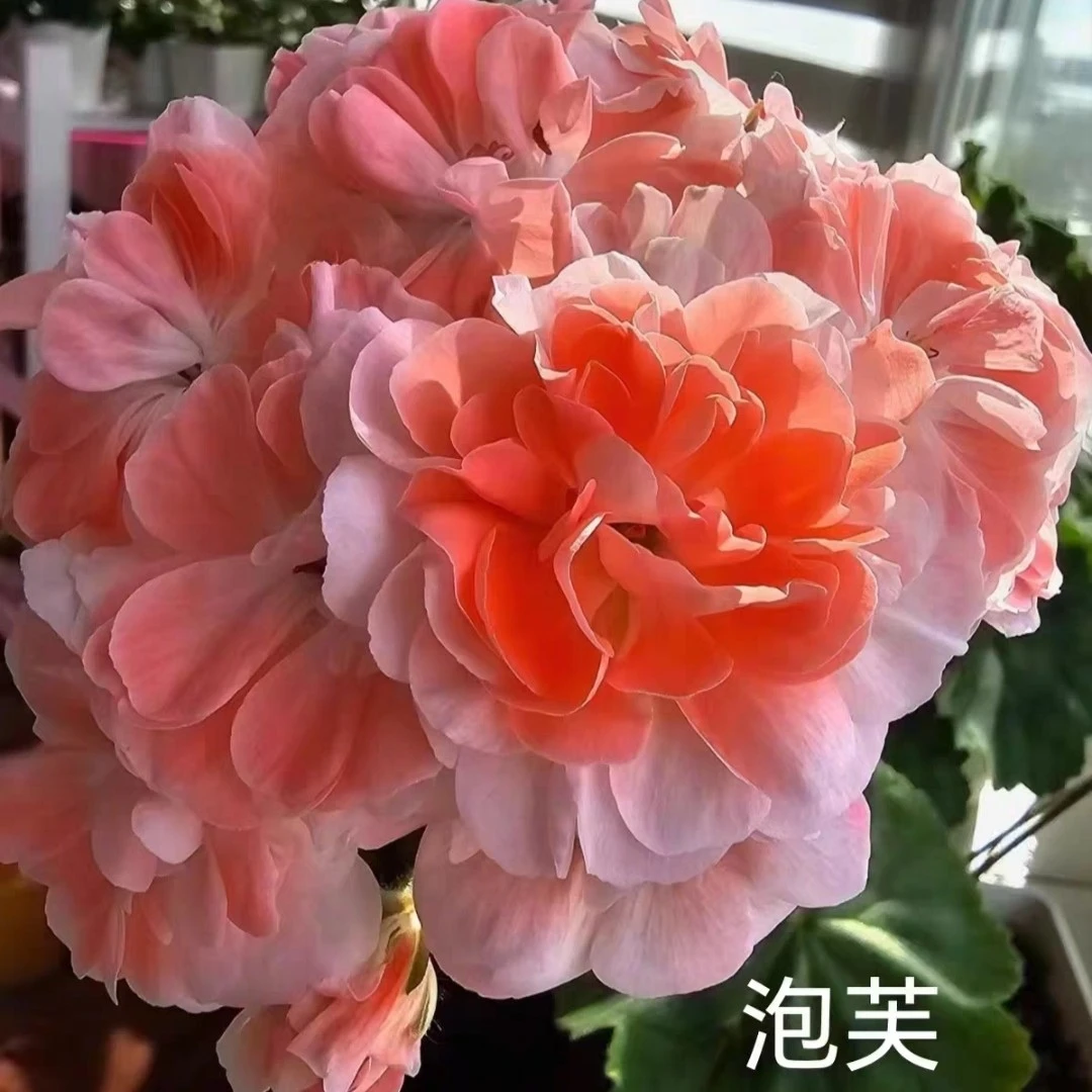 半兽天竺葵泡芙包对版